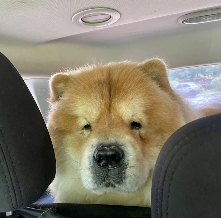 Перевезення тварин по Україні і Європі котів собак перевозка животных