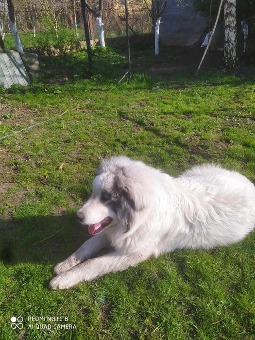 пропоную для  вязки Піренейську гірську вівчарку