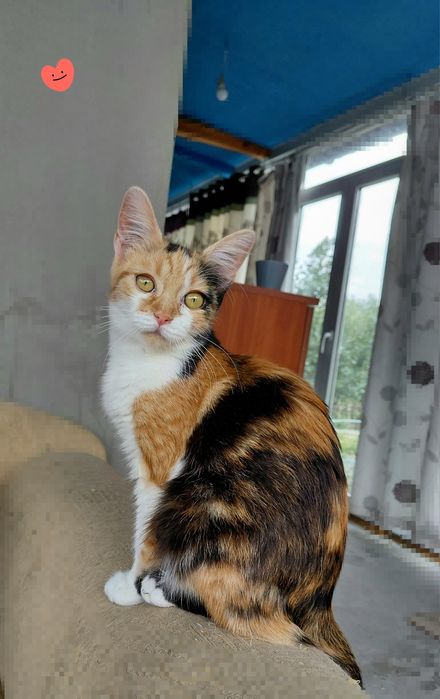 Кошенятка шукають дім