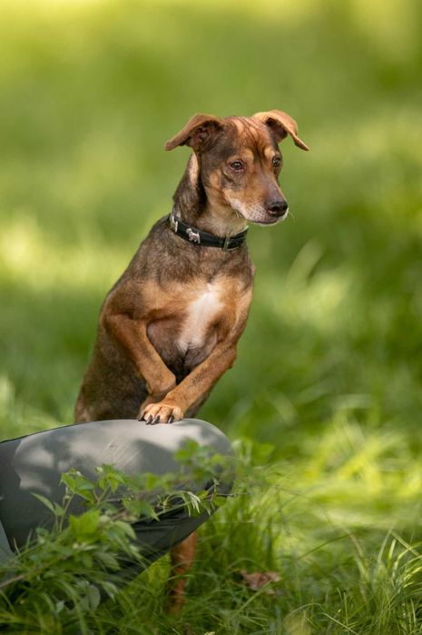 Mały, wrażliwy Snickers szuka domu pełnego spokoju i czułości