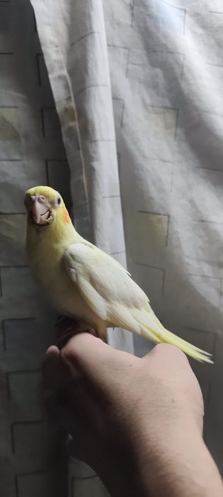Aves criadas a mão