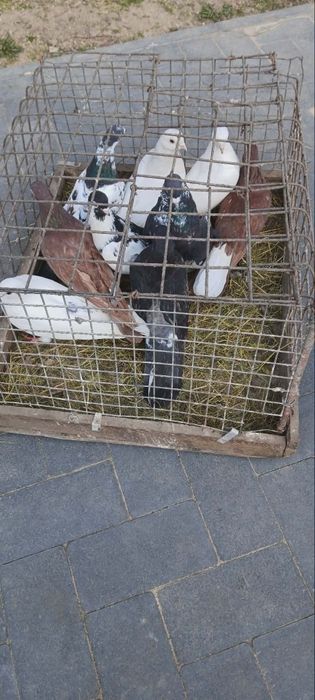 Gołębie zamojskie perskie