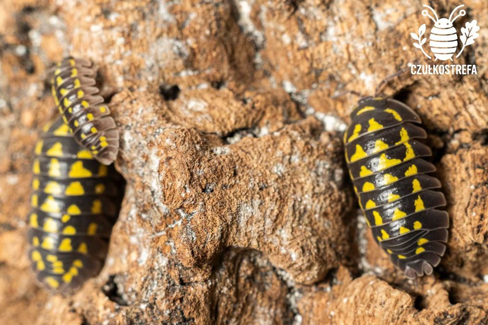 Isopody Armadillidium gestroi 15 szt