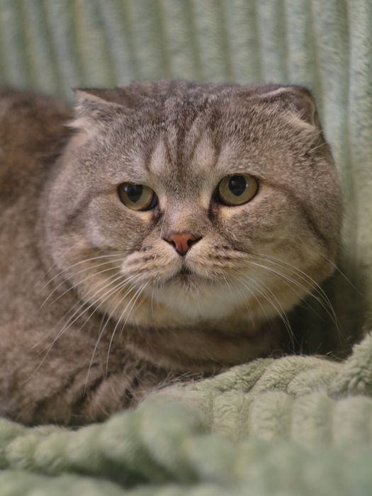 Кот шотладский вислоухий серый вискасный кіт шотландський сірий віскасний