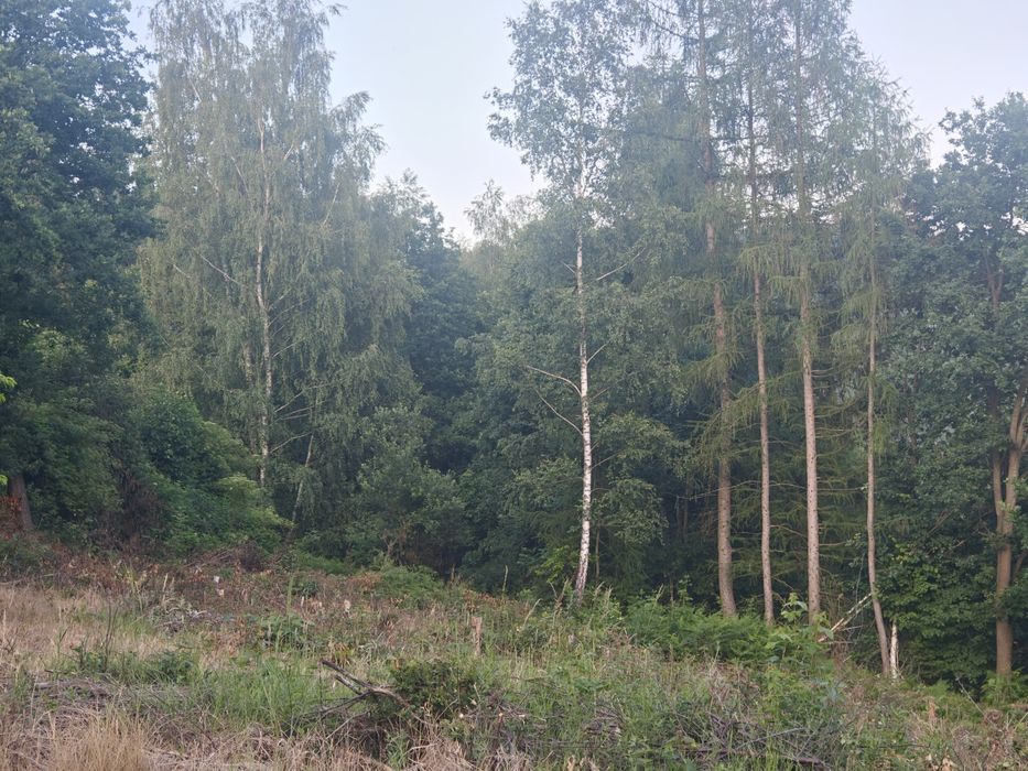 Drewno na opał - za darmo