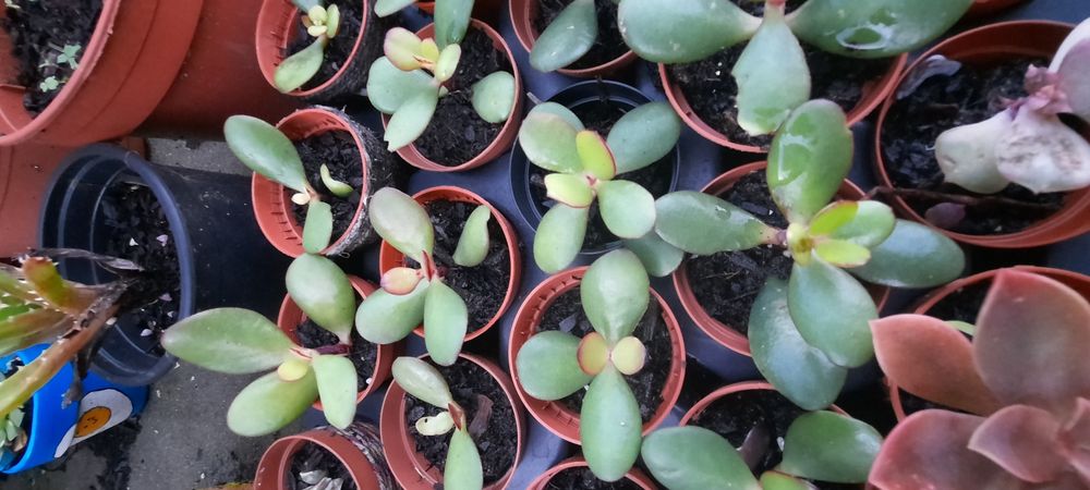 VASOS Suculentas reprodução caseira adaptadas ao tempo.