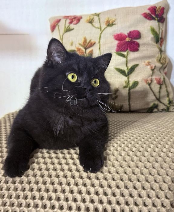 milusiński  brytyjski kocurek z rodowodem Fpl Five