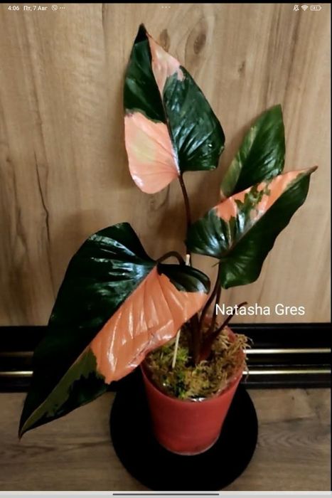 Homalomena Pink Diamond.