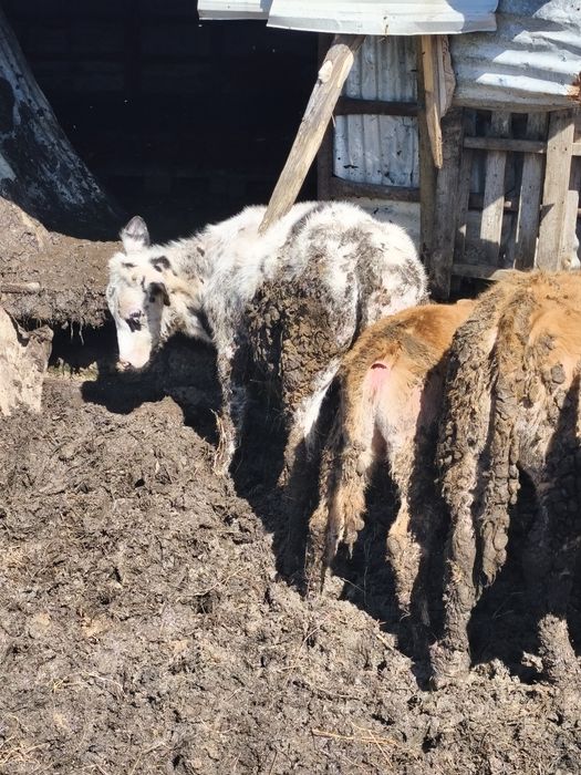 Vendo bezerro frisio