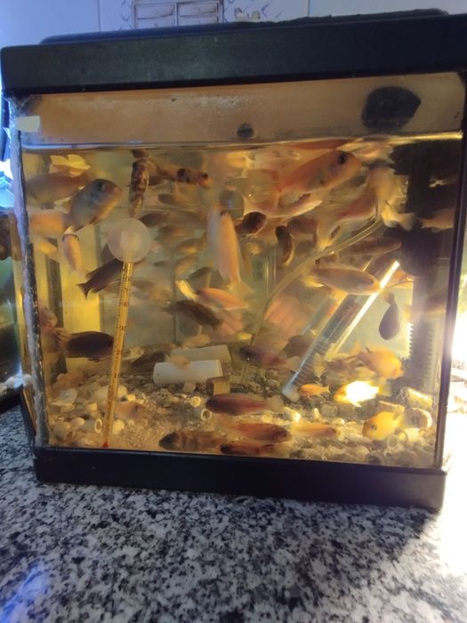 Ciclídeos africanos