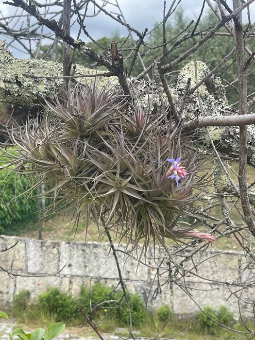 Tillandsia planta do ar