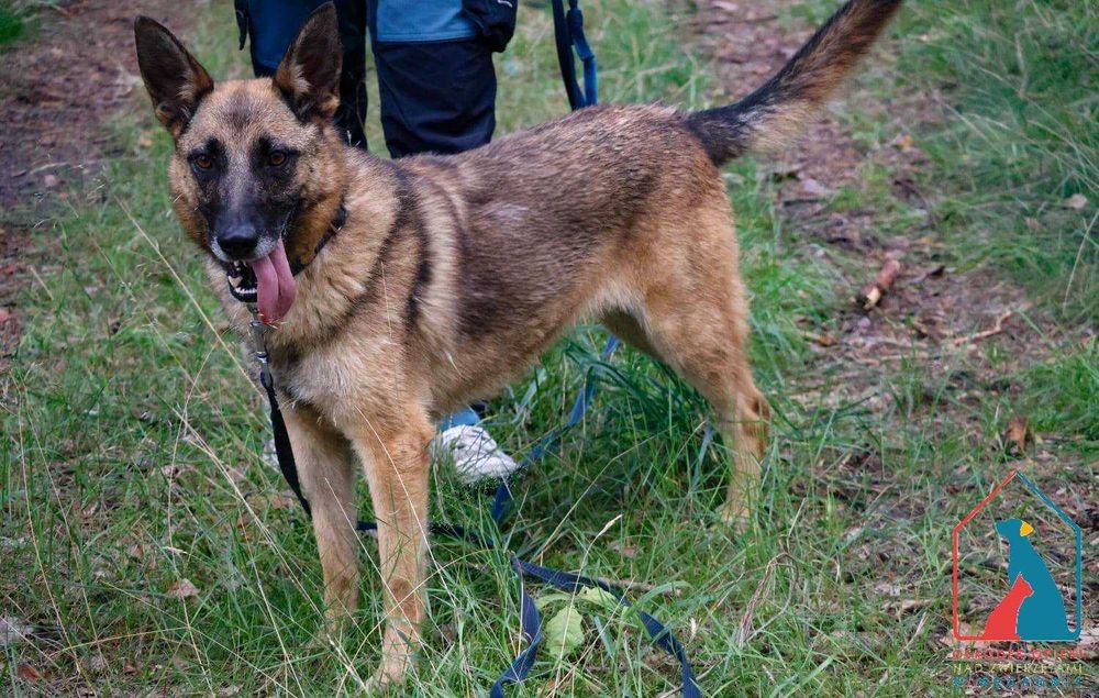 Energiczna i oddana w typie owczarka belgijskiego, 4 lata - do adopcji