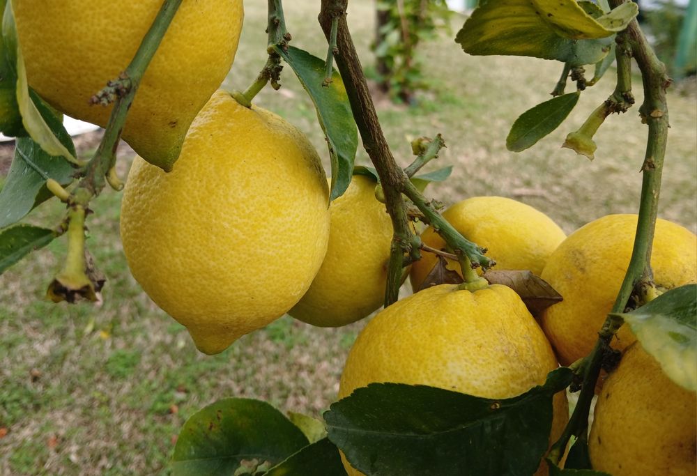 Limões Biológicos NC