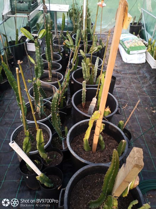 Pitayas mudas estacas