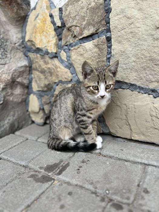 Кошенята в добрі руки/4 хлопчики та 1 дівчинка