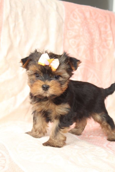 Йорки цуценята міні