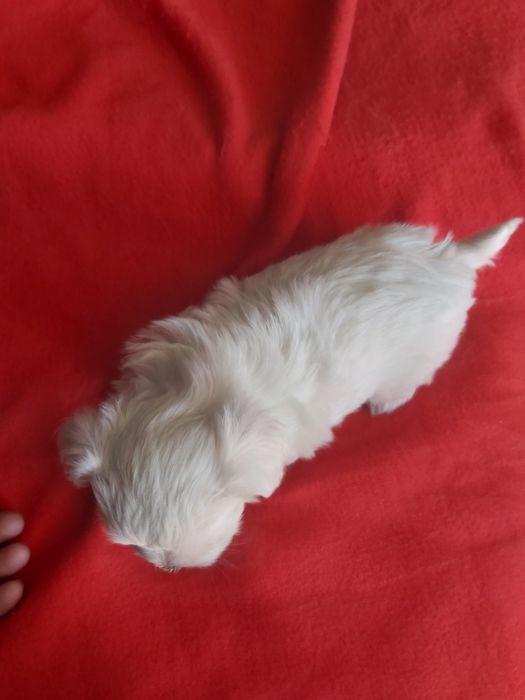 Bichon maltês  todo branco