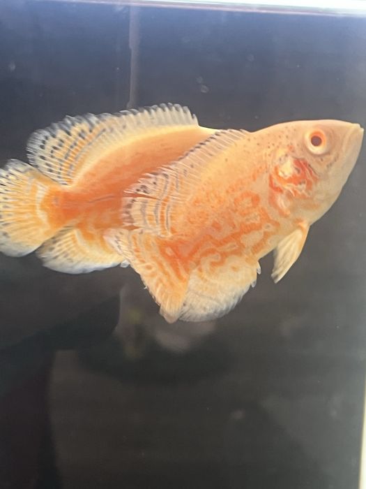Oscar Red tiger/red Nemo/ red chilli GRADE A