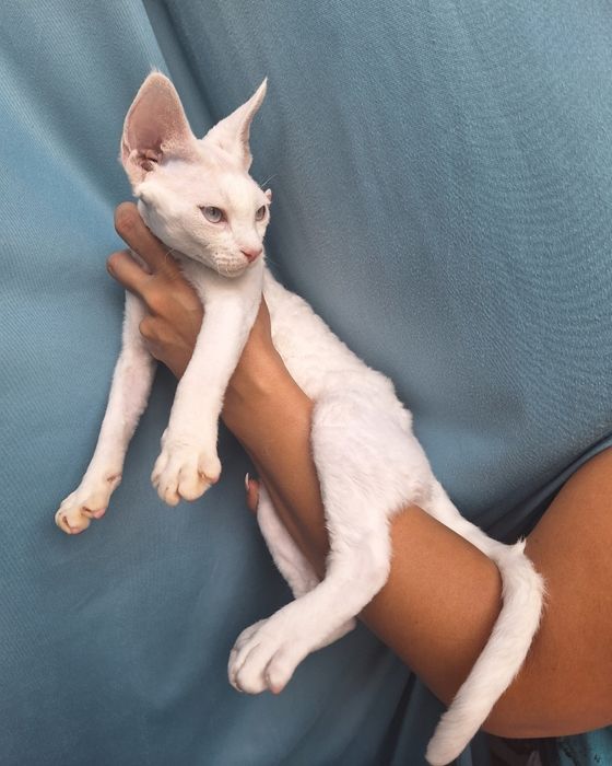 Kocurek devon rex biały niebieskooki ofutrzony