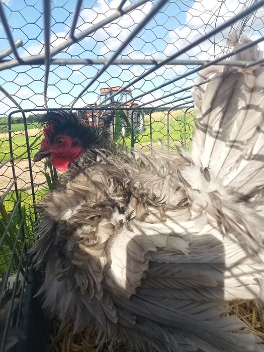 Drób ozdobny gęsie biegusy kochin Czubatka
