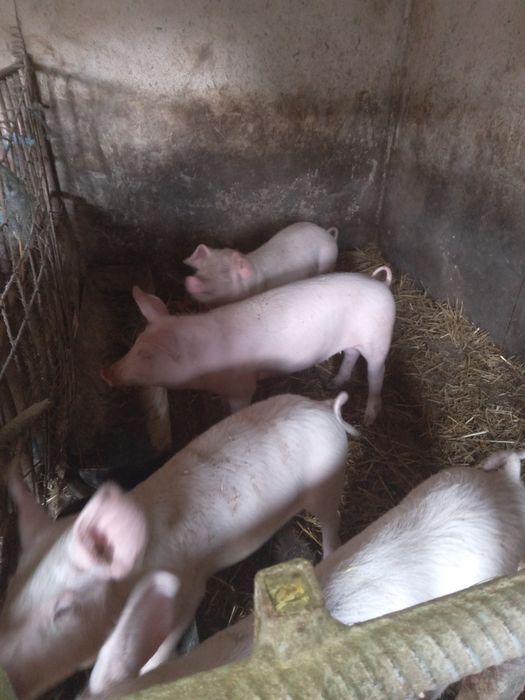 Свині(Поросята) с.Концово