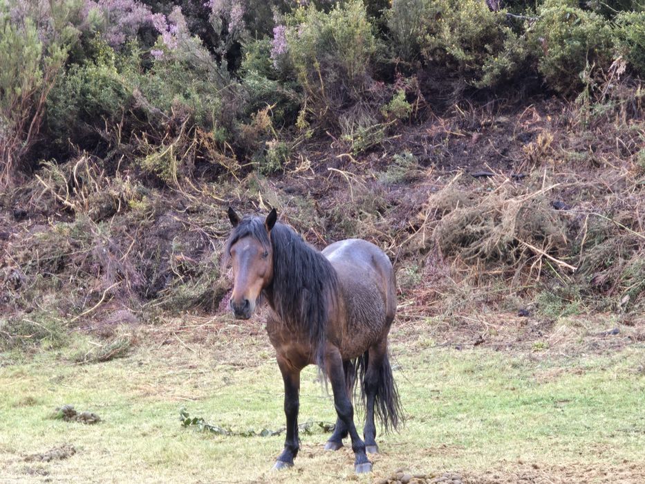 Garrano Macho Adulto