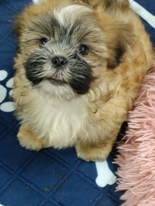 Ши-тцу чудовий золотий хлопчик