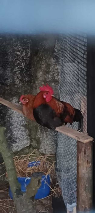 Gallus bankiva, faisão lady e Gigi  e Galo asil anão.