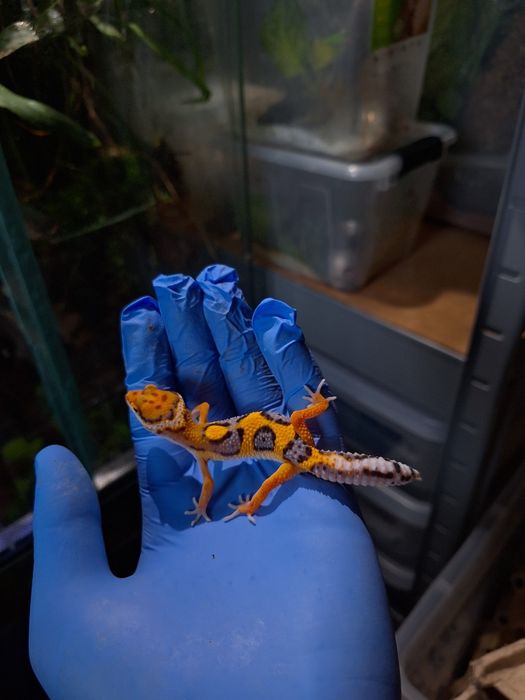 Gekon lamparci terrarium jaszczurka