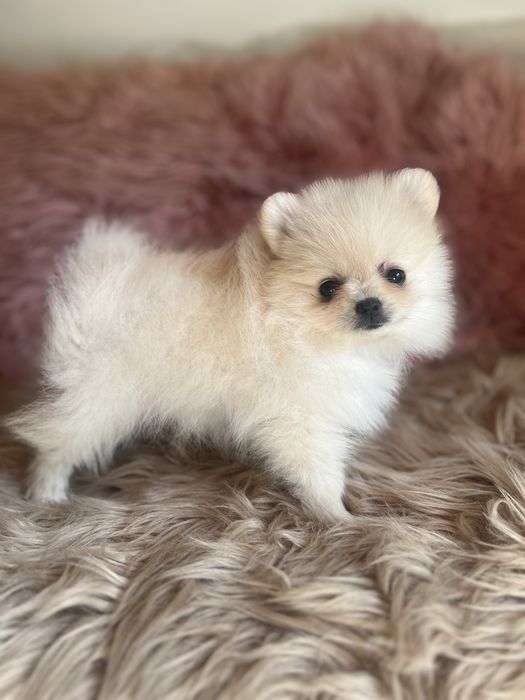 Szpic minaturowy pomeranian suczka
