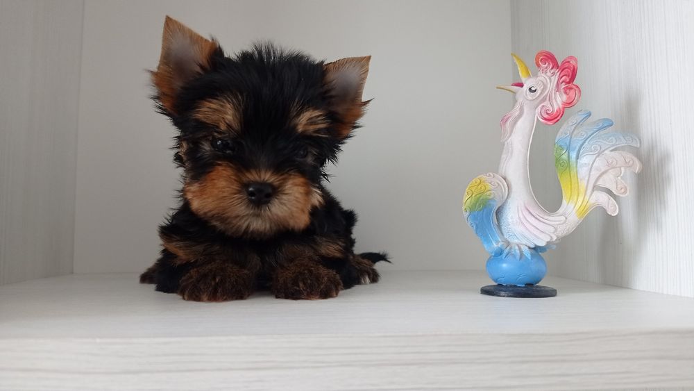 Микро Девочки Мальчики Йорки