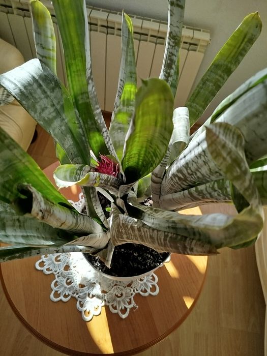 Aechmea piękna duża kwitnąca trzy sadzonki okazja
