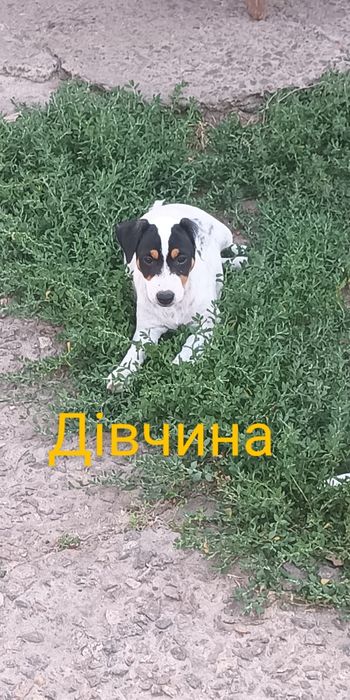 Джек Рассел тер'єр