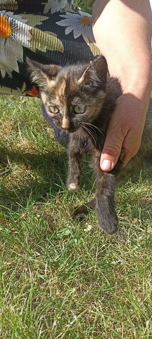 Віддам котиків в добрі руки