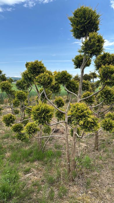 Tuja GOLD szmaragd 100-120cm Thuja Gold