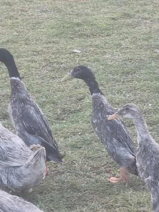 Kaczory biegusy 4 szt