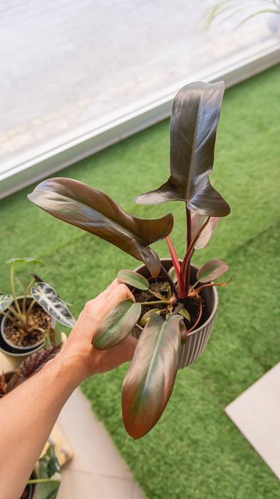 Philodendron Florida Bronze