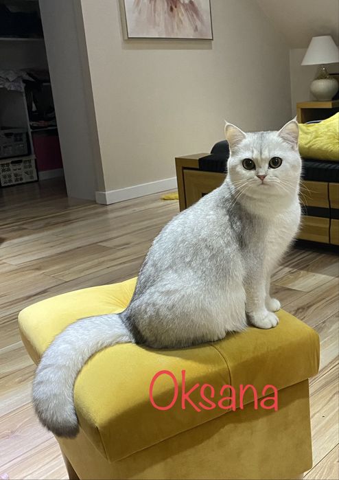 Kot kocur brytyjski długowłosy prawdziwy rodowód FIFe FPL GWARANCJA