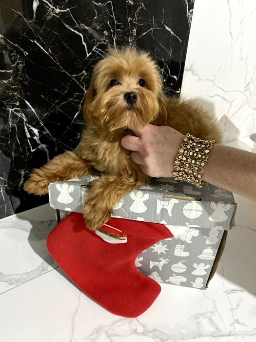 Мальтіпу хлопчик F1