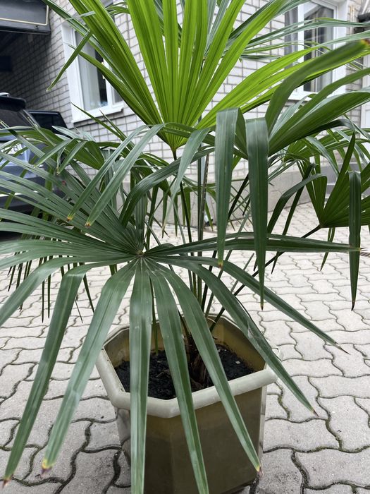 Продам пальму веерную