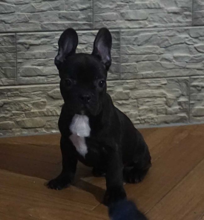 czarny krecik  z białym piesek buldog francuski