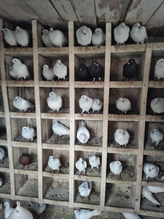 Lot gołębi jasnych.