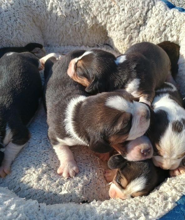 Piesek Beagle do rezerwacji