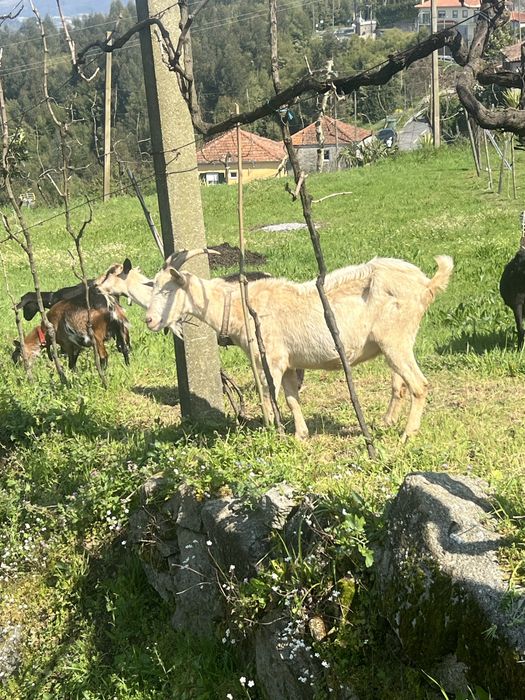 Cabra de bom osso