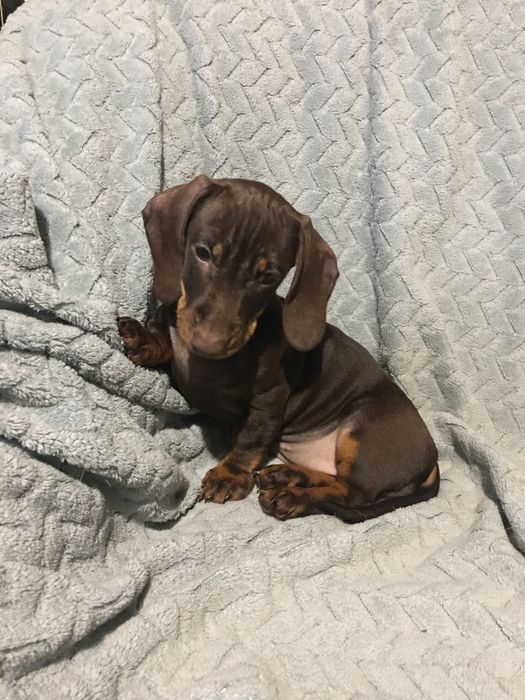 Щенки  Таксы