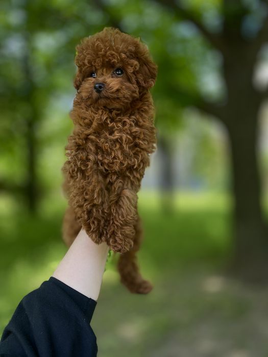 toy poodle - Собаки Київ - OLX.ua