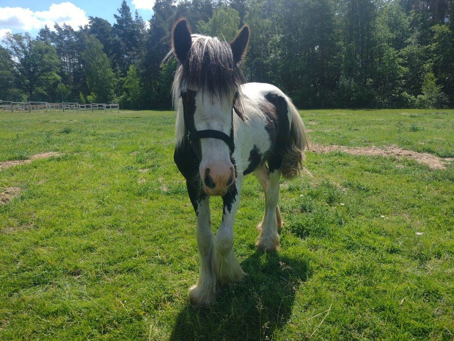 Roczny ogierek Traditional Gypsy/Irish cob ( nie Tinker, nie mieszanka!!!) po championach.