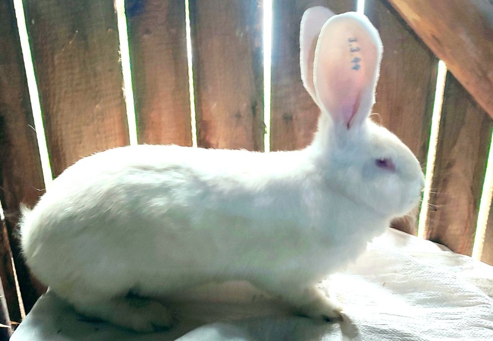 Belgijski olbrzym biały V-champion