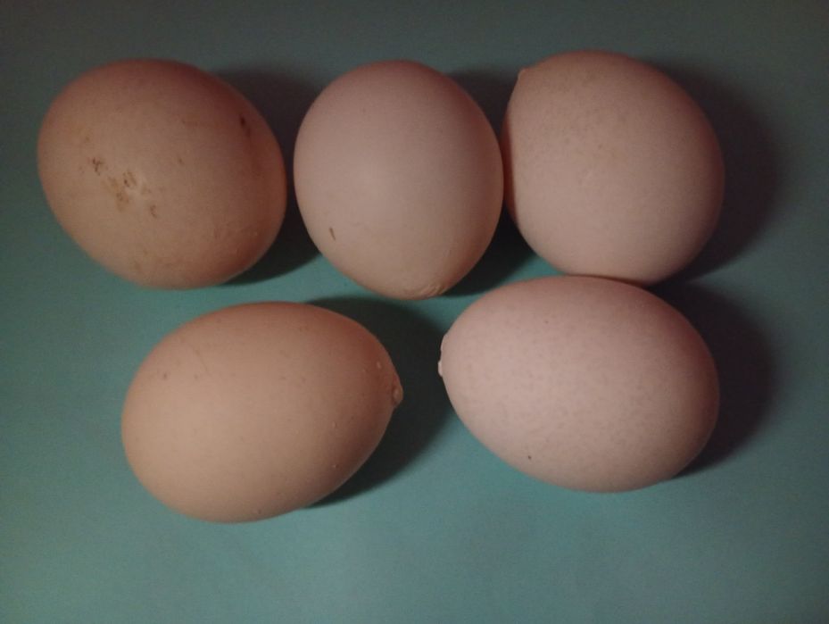 Jajka wiejskie z wolnego wybiegu