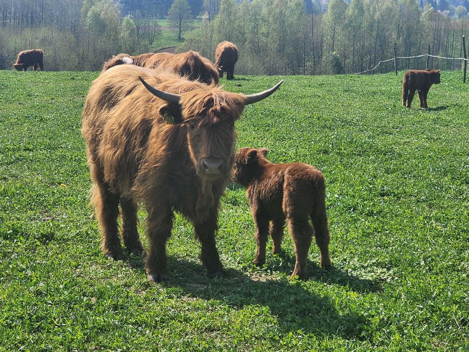 Sprzedam bydło Highland w różnym wieku